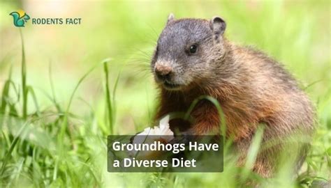 bait what food is irresistible to groundhogs: How do groundhogs choose their meals?