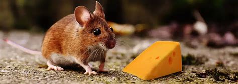 what is mice favorite food? Is it true that mice love cheese more than any other food?